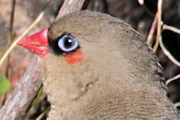 Red-eared Firetail (Stagonopleura oculata)